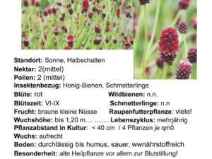 Sanguisorba officinalis – großer Wiesenknopf<br> 1 Stck. im 12cm RC-Topf  (UG 01)
