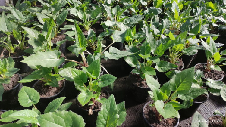 Silphium perfoliatum  - durchwachsene Silphie <br> im Container P1 – Bild 2