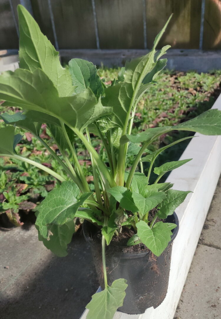 Silphium perfoliatum  - durchwachsene Silphie <br> im Container P1 – Bild 3
