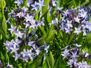 Amsonia orientalis – orientalischer Blaustern <br> 1 Stck. im Vierecktopf 11 cm
