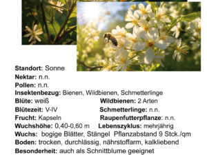 Anthericum ramosum – Graslilie <br> 1 Stck. im Vierecktopf 11 cm