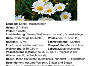 Leucanthemum vulgare – Wiesen-Margerite <br> 1,0 g , ca. 2.000 Korn (UG 02, PG B)