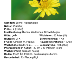 Hypochaeris radicata – gewöhnliches Ferkelkraut <br> 6 Stck. Jungpflanzen