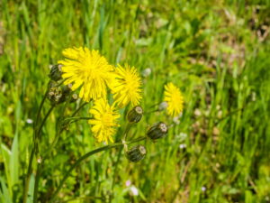Hypochaeris radicata – gewöhnliches Ferkelkraut <br> 1 Stck. im 12 cm RC-Topf
