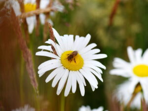 Leucanthemum vulgare – Wiesen-Margerite <br> 1 Stck. im 12 cm RC-Topf (UG 02)
