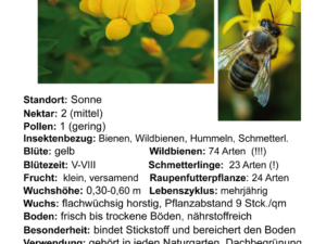 Lotus corniculatus – Hornklee <br> 1 Stck. im 12 cm RC-Topf (UG 02)