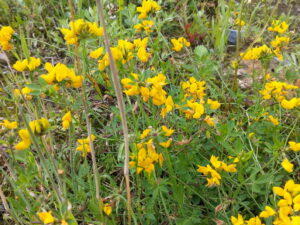 Lotus corniculatus – Hornklee <br> 7 Stck. Jungpflanzen (UG 02)