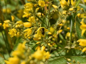 Lysimachia vulgaris – gewöhnlicher Gilbweiderich <br> 1 Stck. im 12 cm RC-Topf