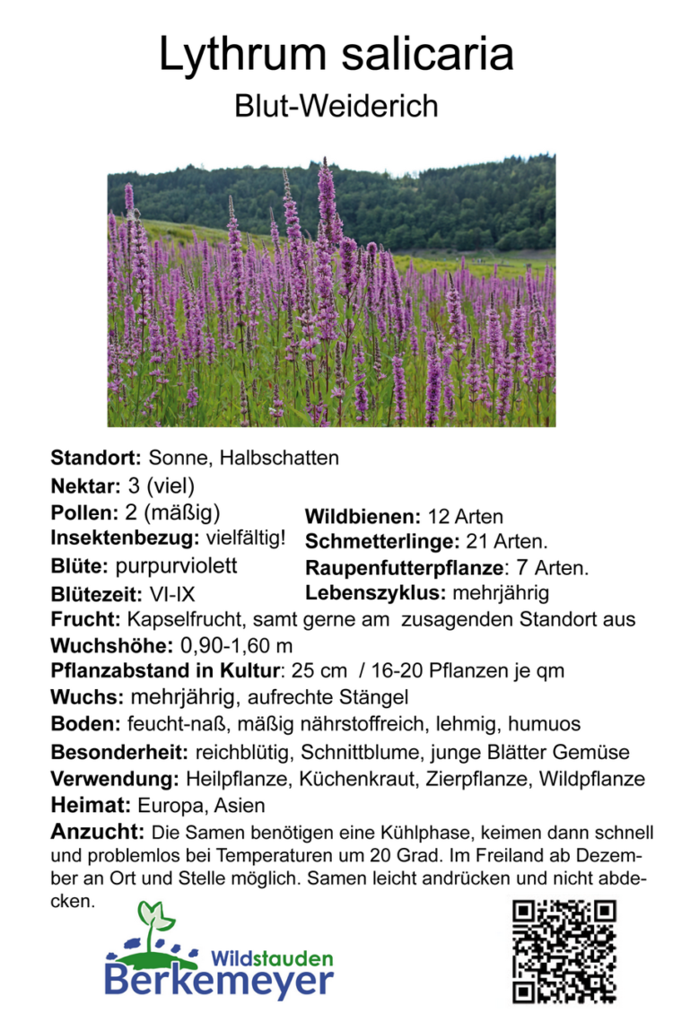 Lythrum salicaria - Blut-Weiderich <br> 8 Stck. Jungpflanze – Bild 5