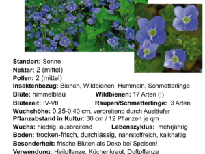 Veronica chamaedrys – Gamander-Ehrenpreis <br> 6 Stck. Jungpflanzen (UG 01)