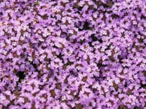 Thymus praecox ‚Minor‘ – Frühlings-Thymian     1 Stck. im 9 cm Topf