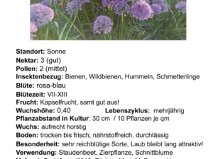 Allium millenium – Zierlauch <br> 0,5 g,  ca 200 Korn (PG C)