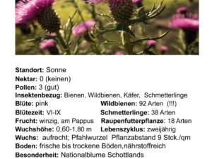 Cirsium vulgare – gewöhnliche Kratzdistel <br> 0,25 g, ca. 60 Korn (UG 02, PG C)