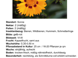 Coreopsis grandiflora – groblumiges Mädchenauge <br> 0,1 g, ca. 75 Korn (PG D)