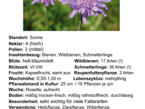 Knautia arvensis – Acker-Witwenblume <br>7 Stck. Jungpflanzen (UG 02)