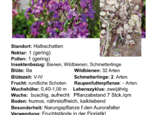 Lunaria annua – Silberblatt<br>2 g, , ca. 100 Korn (PG D)