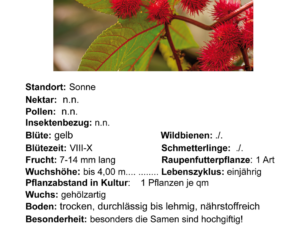 Ricinus communis  – Rizinus <br>1 Stck. im 12 cm Topf