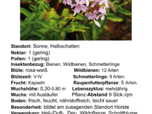 Saponaria officinalis – echtes Seifenkraut <br> 0,5 g, ca. 300 Korn (UG 02, PG C)
