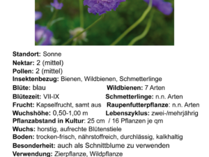 Scabiosa columbaria – Tauben-Scabiosa<br>0,2 g, ca. 100 Korn (UG 06, PG D)