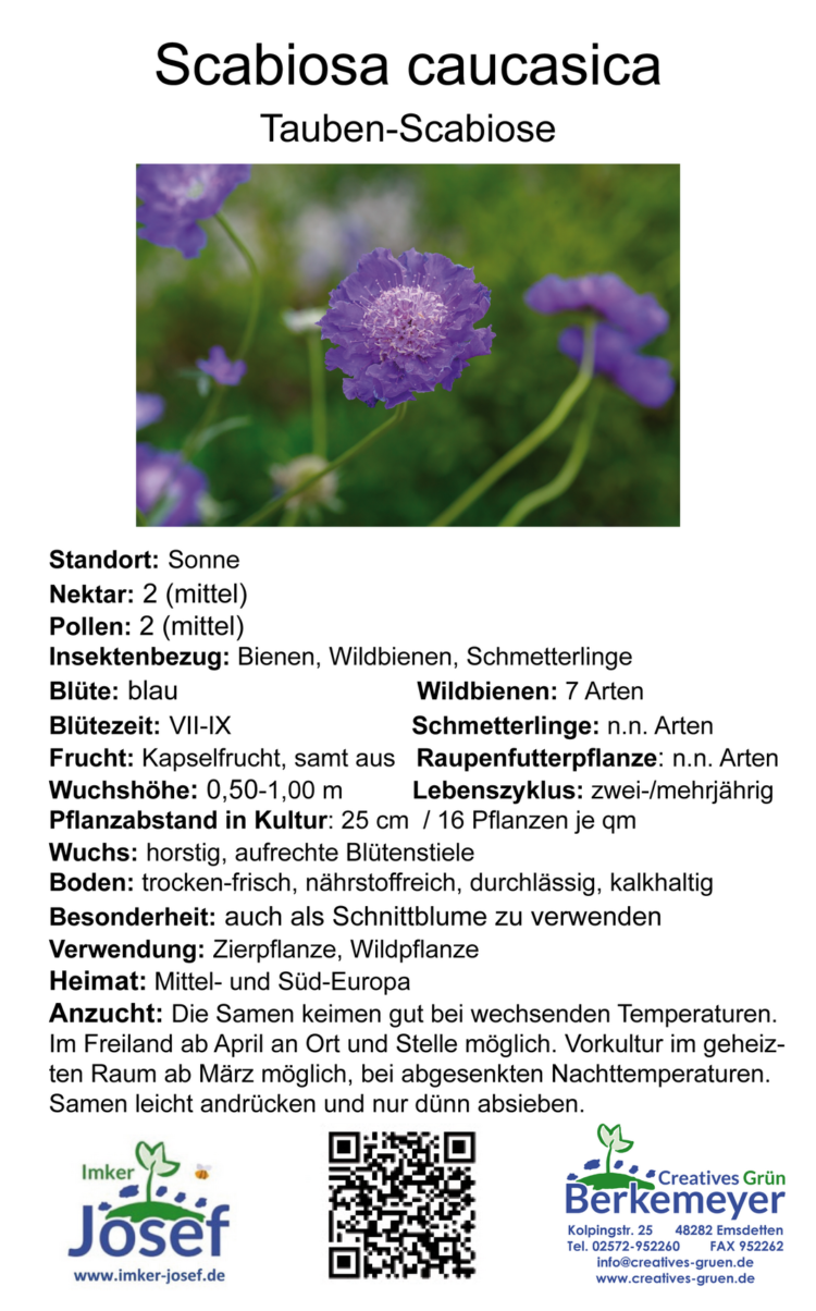 Staudenpaket "Futterquelle für Schmetterlinge" <br> 10 Stck. – Bild 10