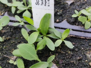 Scabiosa columbaria – Tauben-Scabiosa,  7 Stck. Jungpflanzen