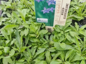 Campanula patula – Wiesenglockenblume     8 Stck. Jungpflanzen