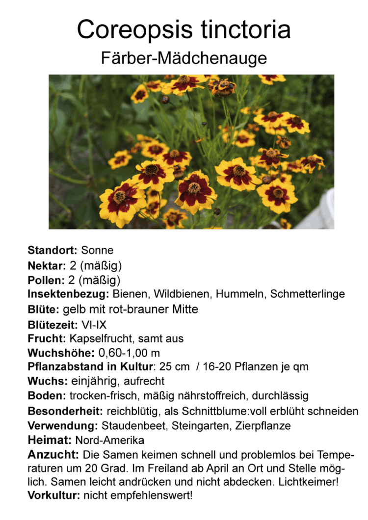 Coreopsis tinctoria - Färber-Mädchenauge <br> 7 Stck. Jungpflanze – Bild 2