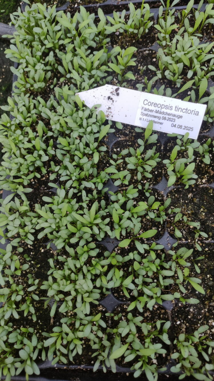Coreopsis tinctoria - Färber-Mädchenauge <br> 7 Stck. Jungpflanze