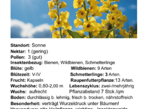Verbascum densiflorum – großblütige Königskerze <br> 1 Pflanze im 12 cm Topf (UG 02)