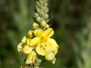 Verbascum thapsus – kleinblütige Königskerze, 0,25 g, ca. 2.000 Korn (UG 02, PG B)