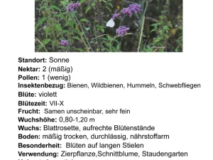 Verbena bonarensis – patagonisches Eisenkraut 1 Stck. Pflanze im 12cm RC-Topf