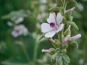 Althaea officinalis – echter Eibisch <br> 0,5 g, ca. 250 Korn (UG 02, PG C)