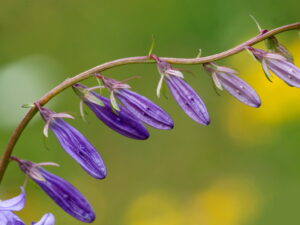 Campanula rapunculoides – Acker-Glockenblume <br>0,2 g,  ca. 1.200 Korn (UG 05, PG E)