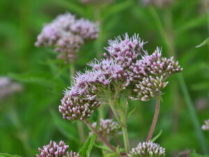 Eupatorium cannabinum – gewöhnl. Wasserdost<br>0,25 g, ca. 800 Korn (UG 02, PG D)