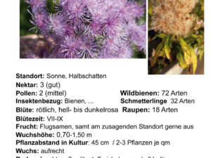 Eupatorium cannabium – gewöhnl. Wasserdost <br> 1 Pflanze Tb 12 cm (UG 02)
