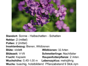 Hesperis matronalis – Nachtviole<br> 1 Pflanze Tb 12cm (UG 11)