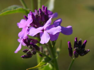 Hesperis matronalis – Nachtviole<br> 1 g, ca. 500 Korn (PG C)