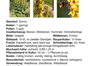 Verbascum nigrum – schwarze Königskerze<br> 1 Pflanze im 12 cm RC-Topf (UG 02)