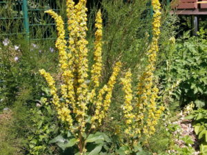 Verbascum nigrum – schwarze Königskerze<br>0,2 g,  ca. 2.000 Korn (UG 02, PG D)