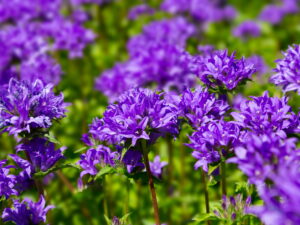 Campanula glomerata – Knäuel-Glockenblume <br> 0,15 g, ca. 1.000 Korn (UG 02, PG D)