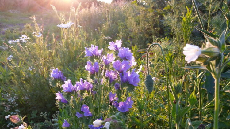 Echium plantagineum - wegeblättriger Natternkopf<br>0,5 g, ca. 120 Korn (PG D)