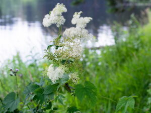 Filipendula ulmaria – echtes Mädesüß <br> 1,0 g, ca. 2.000 Korn (UG 02, PG C)