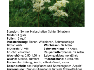 Filipendula ulmaria – echtes Mädesüß <br> 1 Stck. Pflanze Tb12