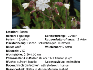 Silene latifolia alba – weiße Lichtnelke <br> 7 Jungpflanzen (UG 02)