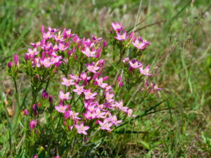 Centaurium erythraea – Tausendgüldenkraut <br>8 Stck. Jungpflanzen (UG o.A.)