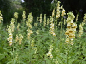 Digitalis grandiflora – gelber Fingerhut<br> Pflanze im 12 cm Vierecktopf (UG n.n.)