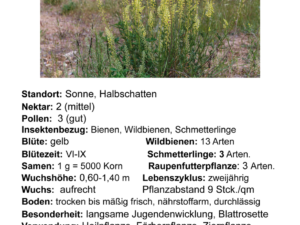 Reseda luteola – Färber-Reseda, Wau <br> 0,1 g,  ca. 500 Korn (UG 02, PG C)