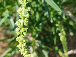 Reseda luteola – Färber-Reseda, Wau <br> 0,1 g,  ca. 500 Korn (UG 02, PG C)