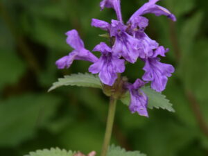 Stachys grand. ‚Superba‘ – großbl. Ziest <br> 0,5 g, ca. 60  Korn (PG D)