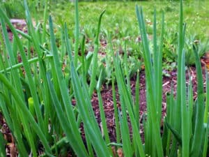Allium fistulosum – Winterheckenzwiebel     1 Stck. im 12 cm Rundtopf
